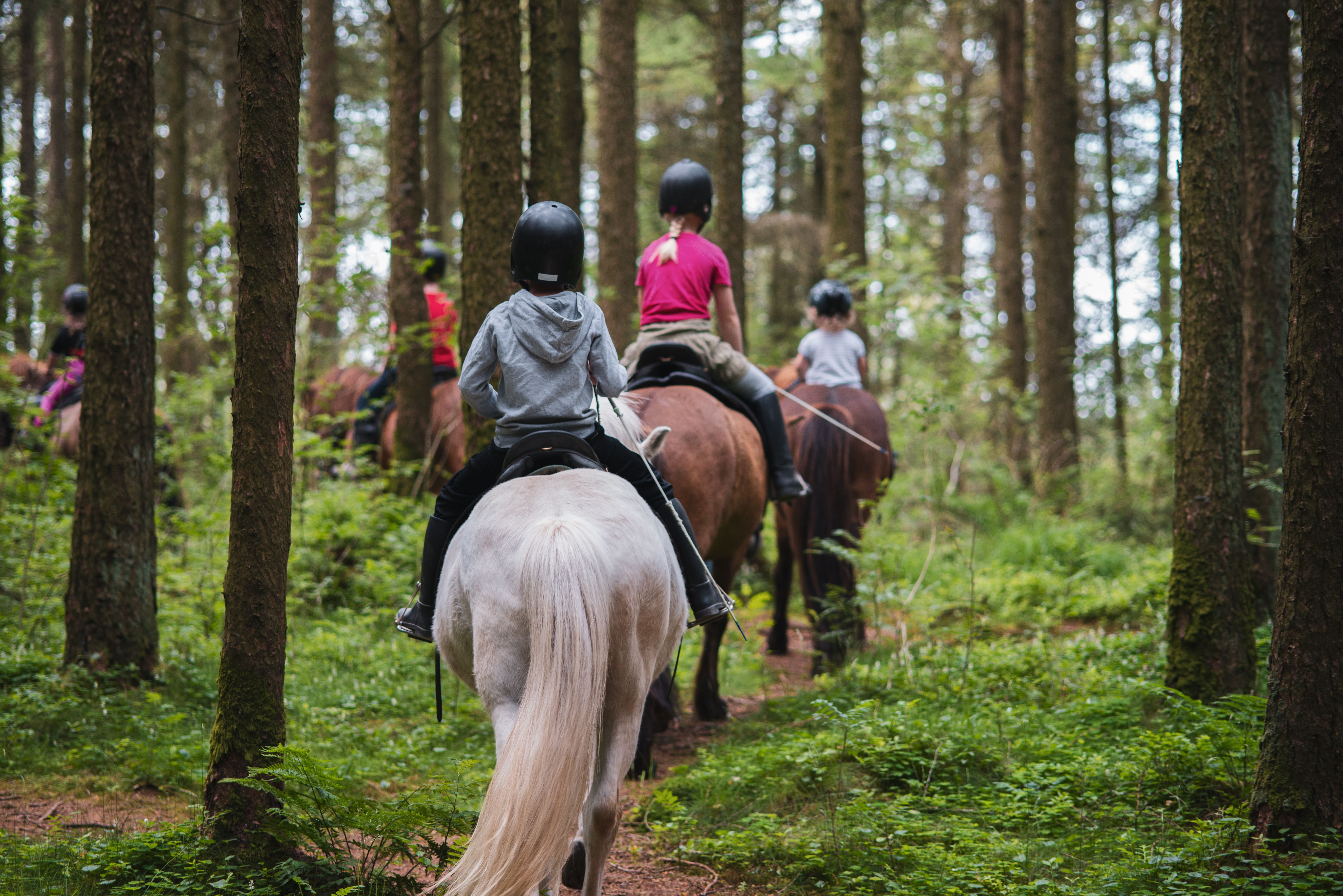 Guidede rideture på islandske heste