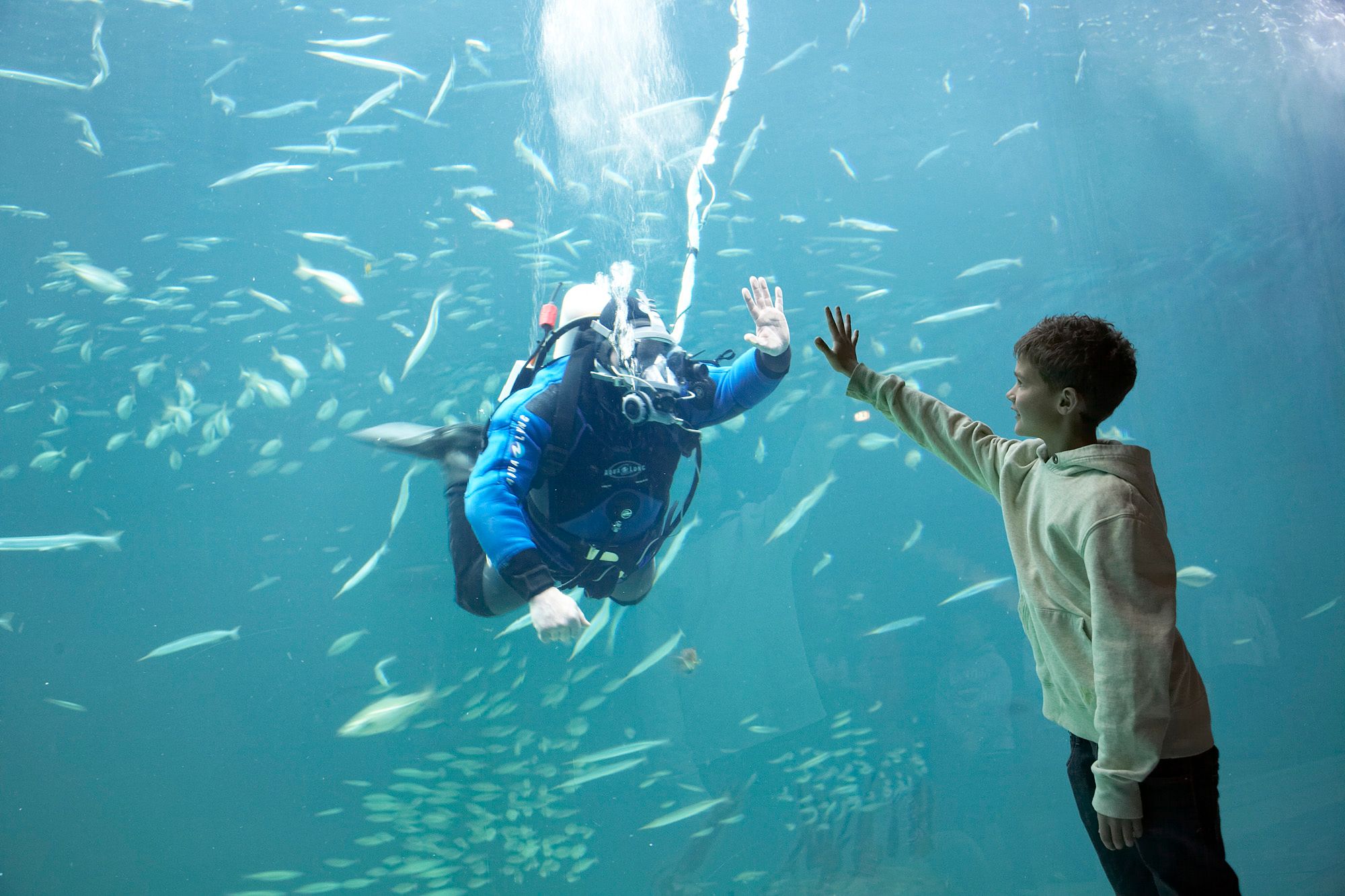Gutt hilser på dykker i akvariet