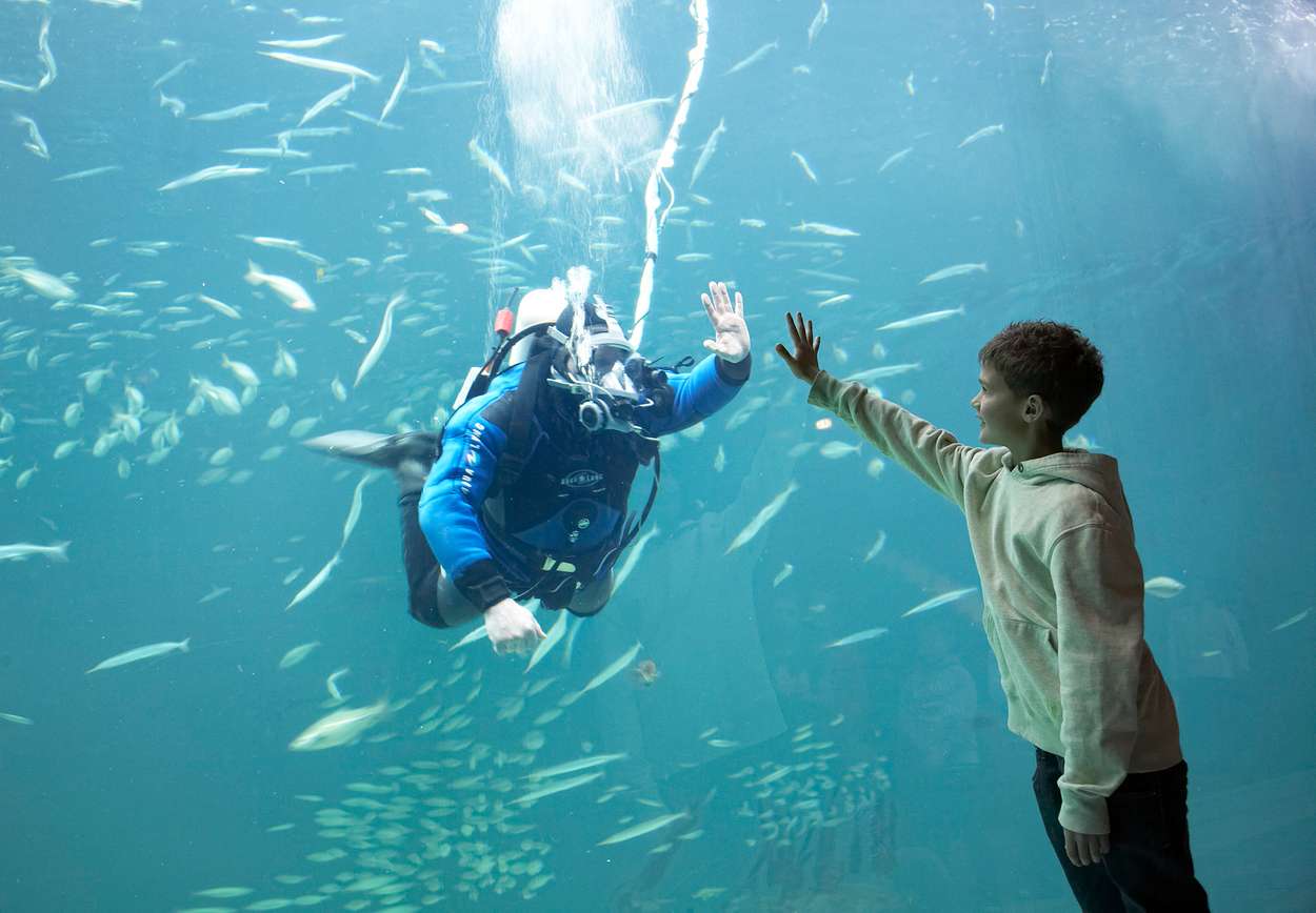 Gutt hilser på dykker i akvariet