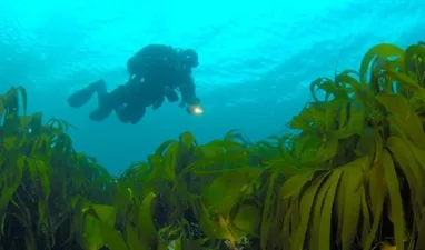 Fantastic diving in Norway