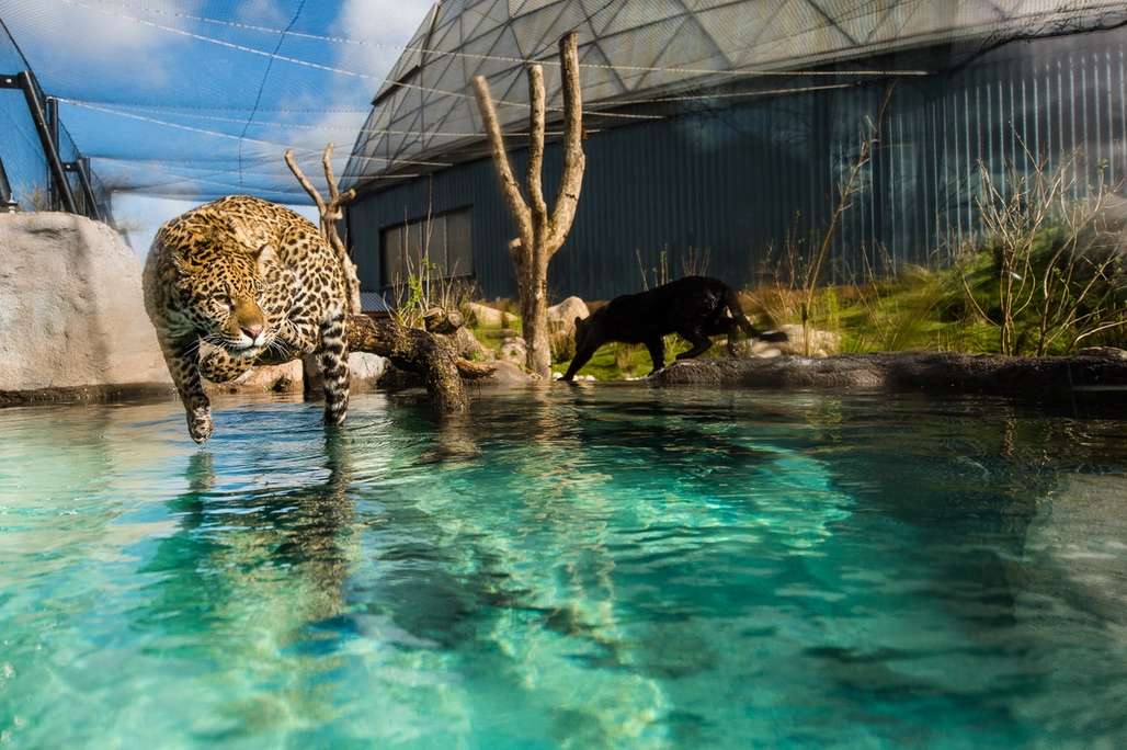 Jaguar som ligger på kvist over vannet.