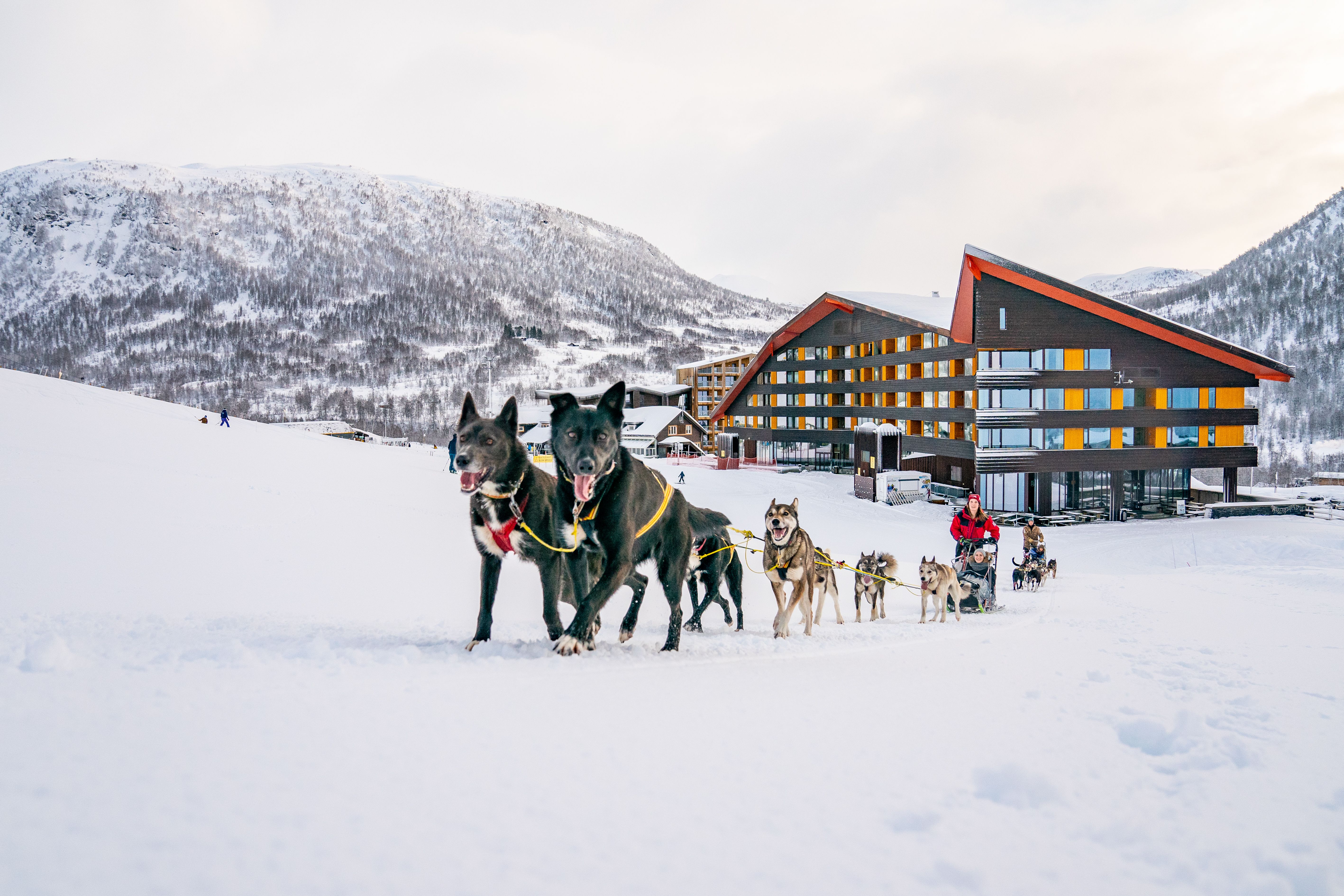a group of husky dogs pulling a sled in the snow .