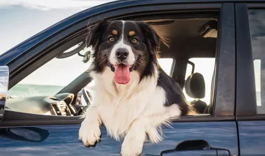 Reise gemeinsam mit deinem Hund an Bord der MS Bergensfjord / MS Stavangerfjord