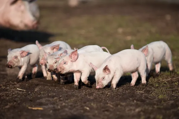 Hva er vel ikke mer sjarmerende enn griser - ikke minst grisunger? Ta med familien på besøk til Danmarks-parken for å få en pause fra alle de ville dyrene. Foto: Randers Regnskog