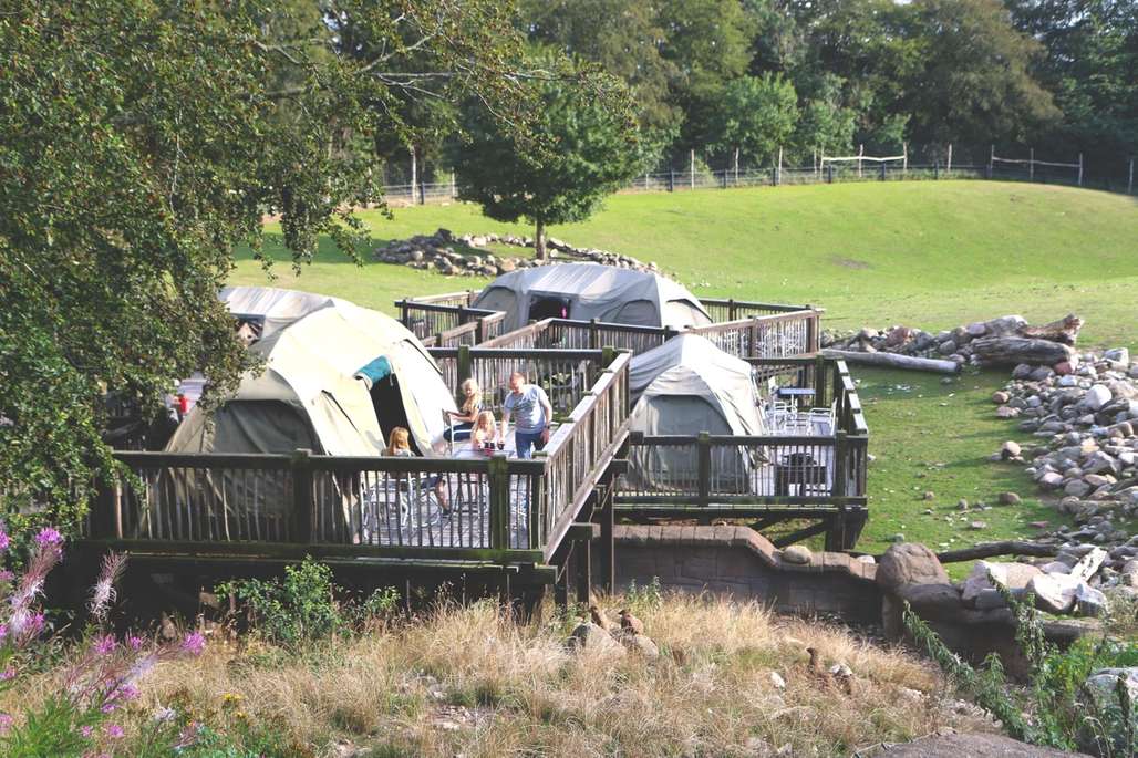 I Ree Park Safari jobber de for å ta vare på utrydningstruede arter. Her har du og familien mulighet til å overnatte på savannen, mens vill dyr lusker på utsiden. Foto: Fjord Line