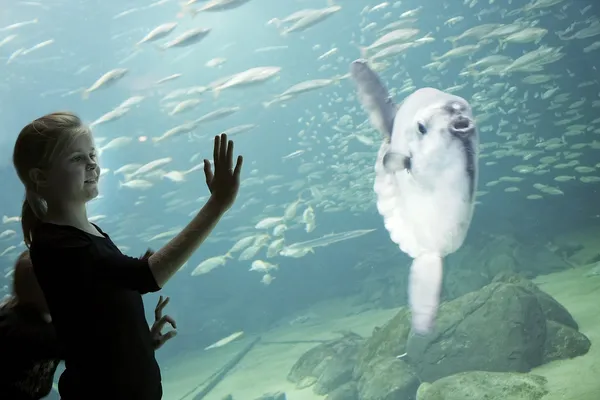 Oceanarium begeistrer både store og små. Her fra "det åpne hav".