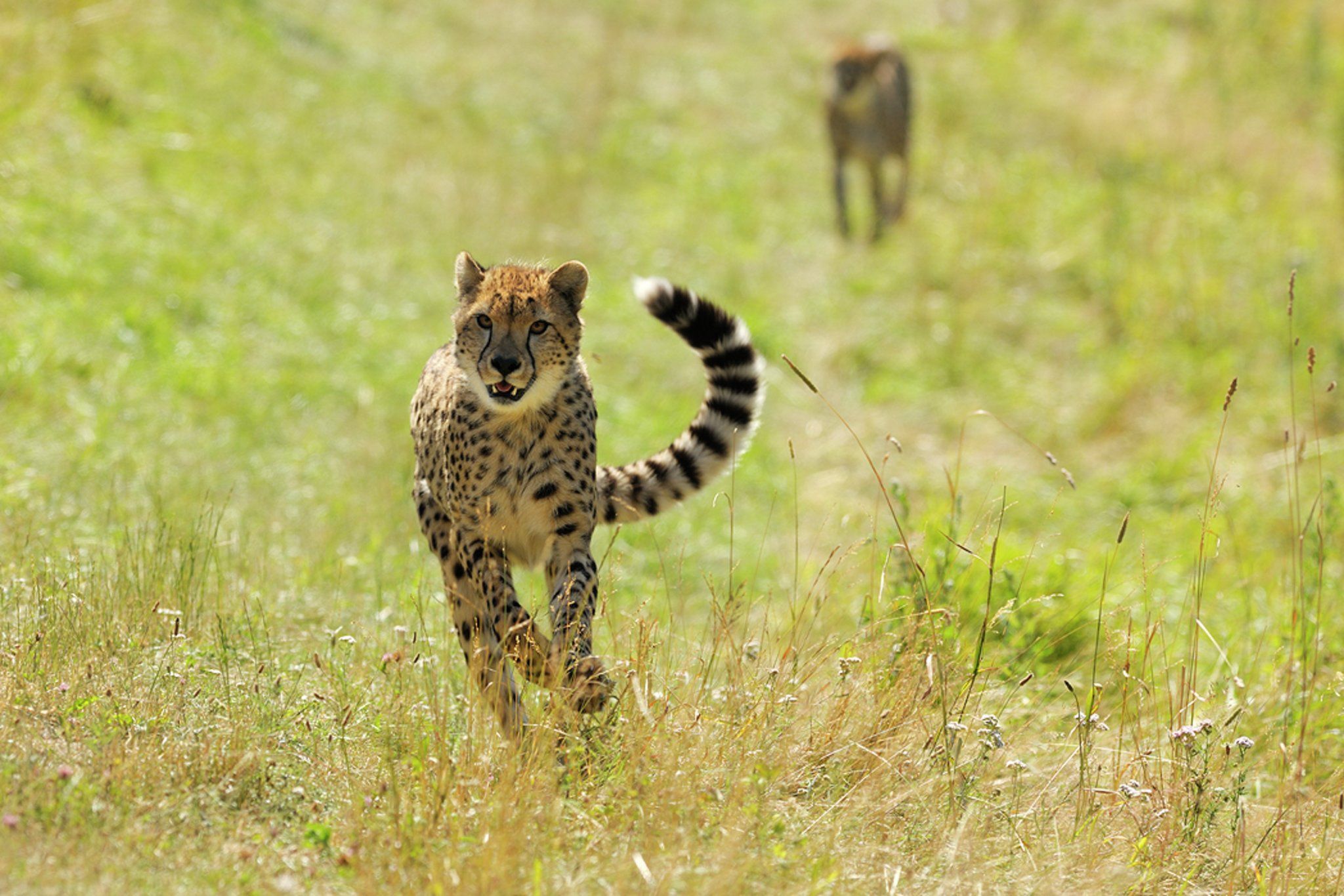 Skogens raskeste, geparden. Foto: Ree Park Safari