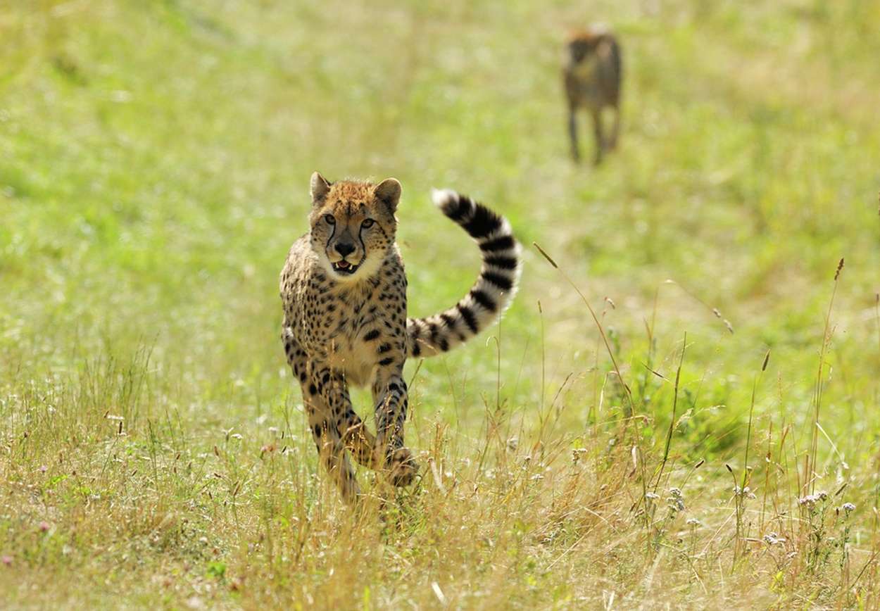 Skogens raskeste, geparden. Foto: Ree Park Safari