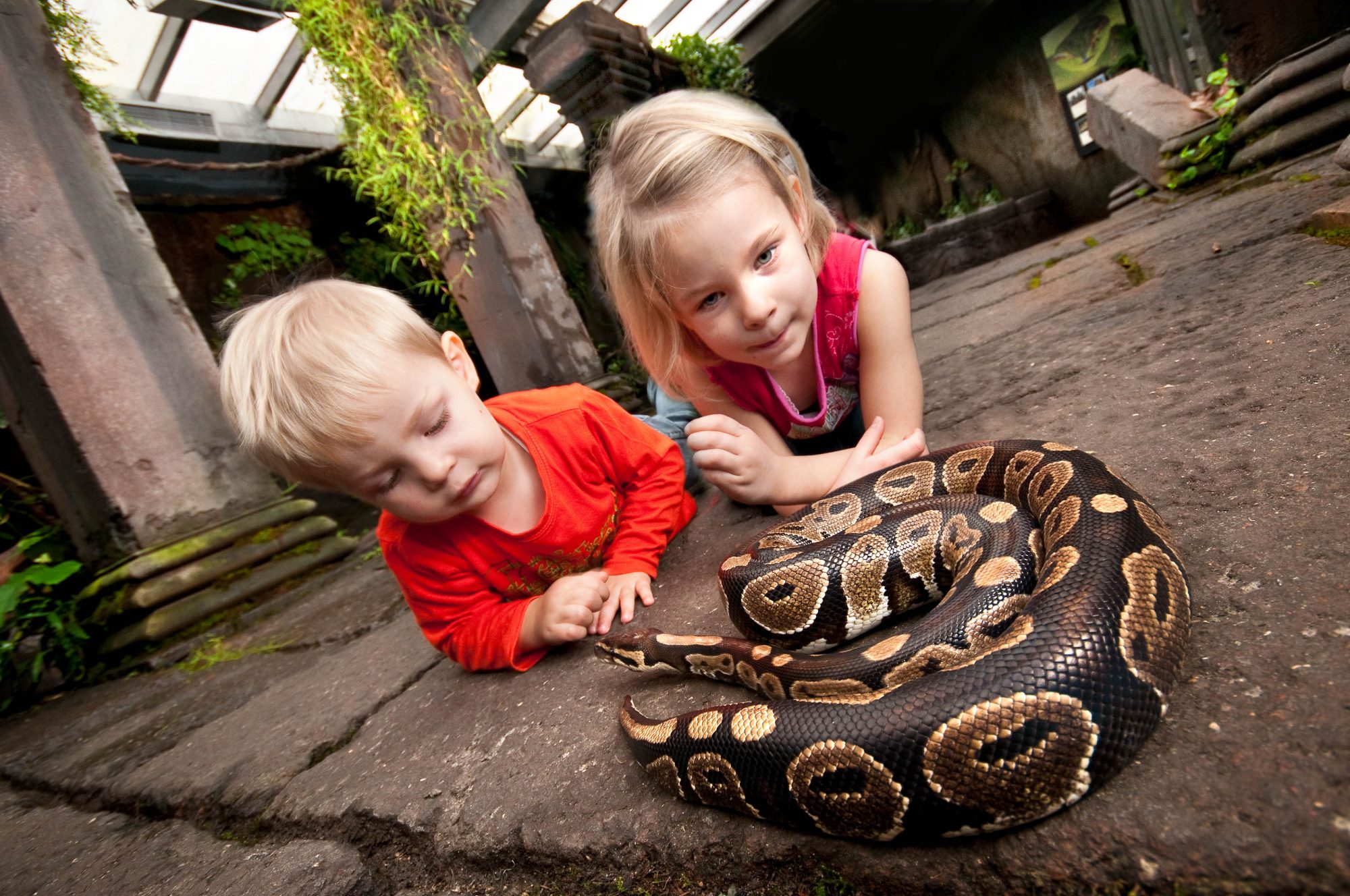 Barn som kikker på en  slange