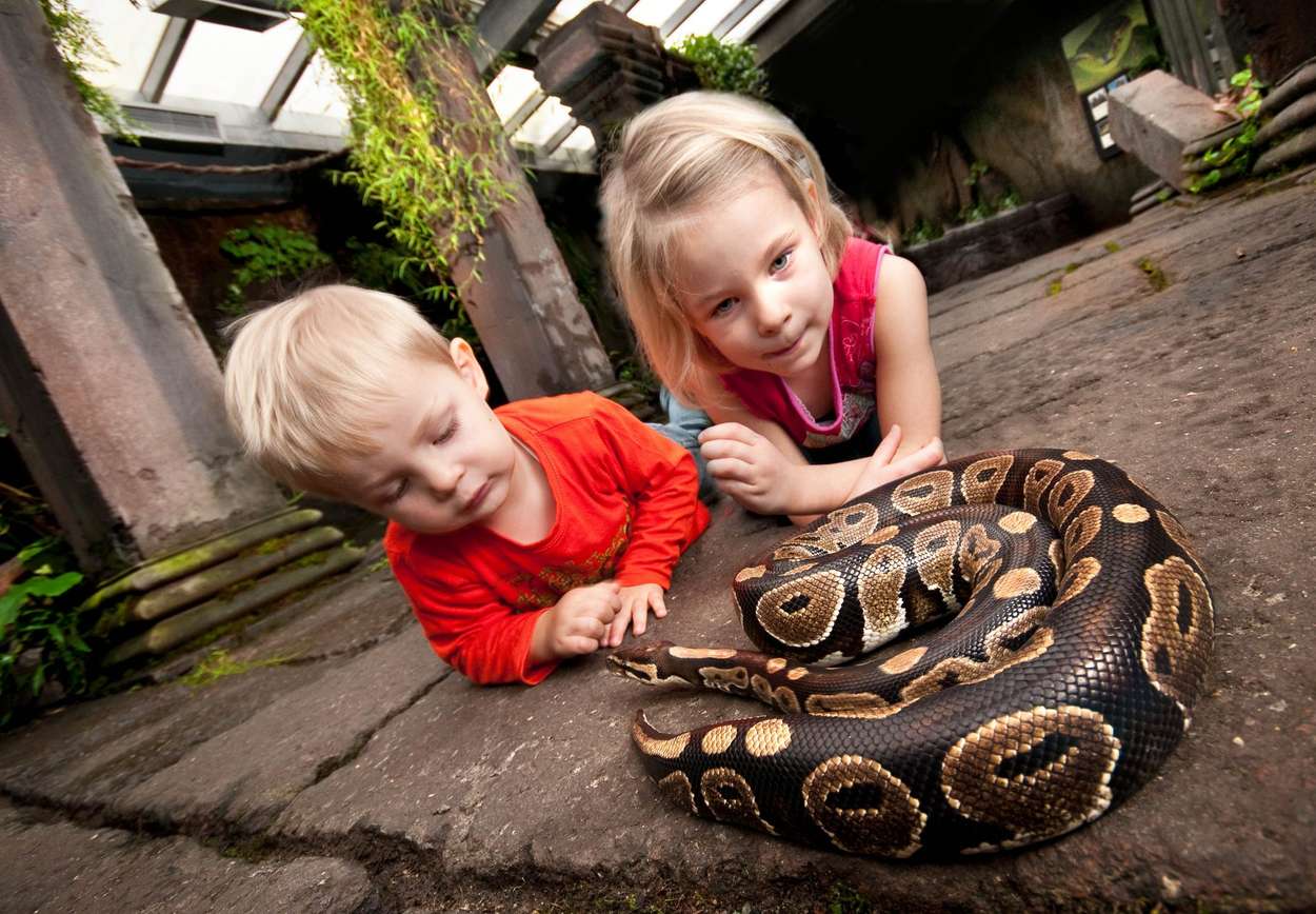 Barn som kikker på en  slange