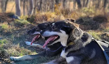 Hundeschlittentour mit Telemark Husky Tour