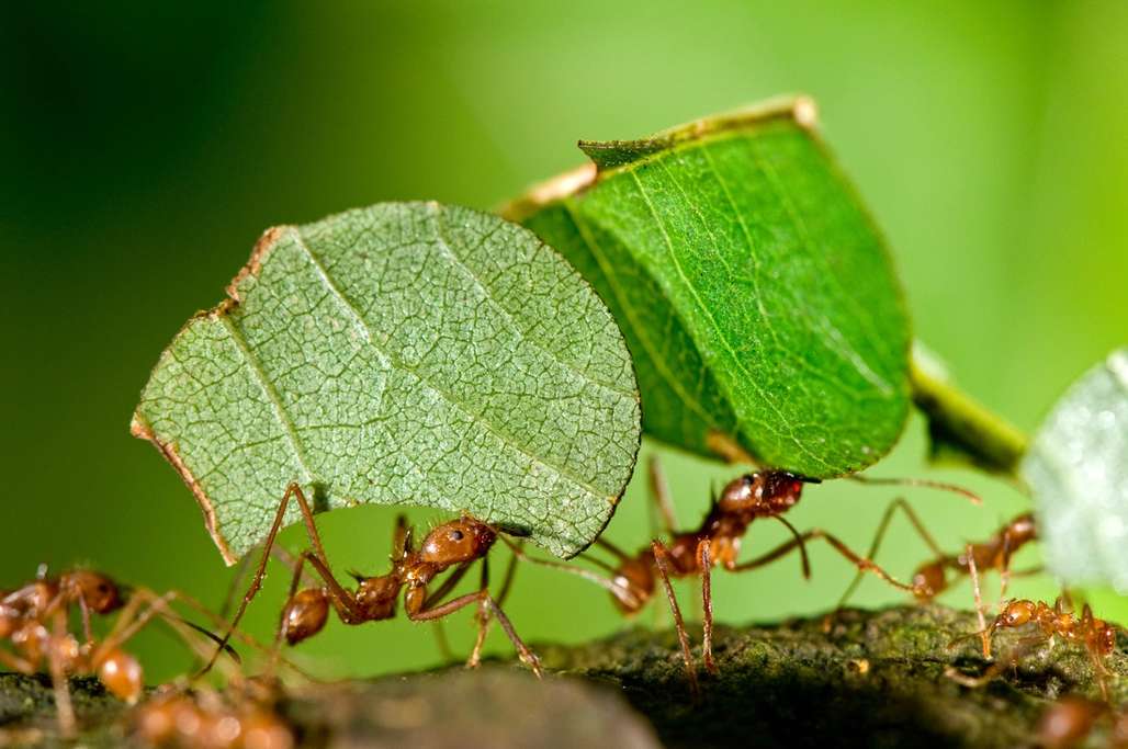 Maur som bærer grønne blader og går på kvist. 
