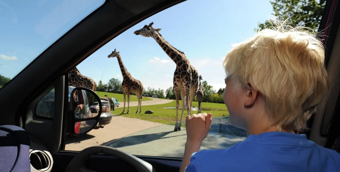 I parken kommer man meget tett på dyrene. Foto: Givskud Zoo