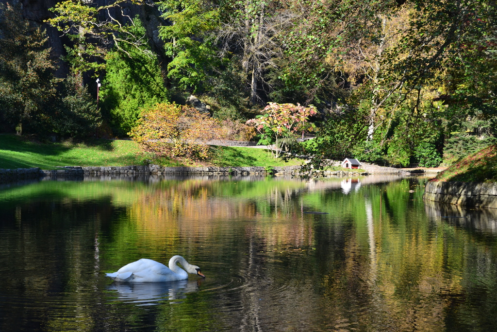 A swan is swimming on a lake