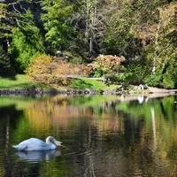 A swan is swimming on a lake