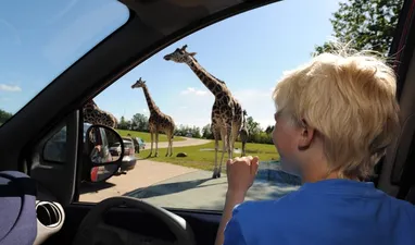 Givskud Zoo – opplev dyrene på nært hold
