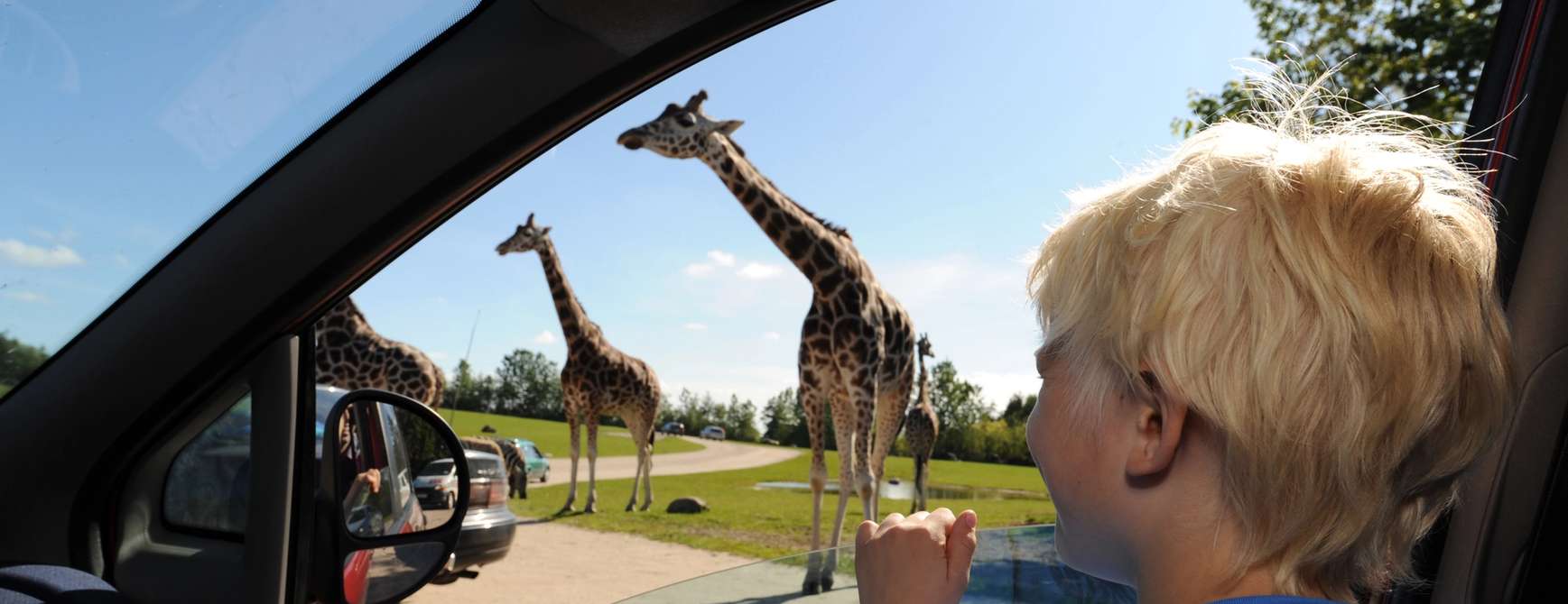 I parken kommer man meget tett på dyrene. Foto: Givskud Zoo