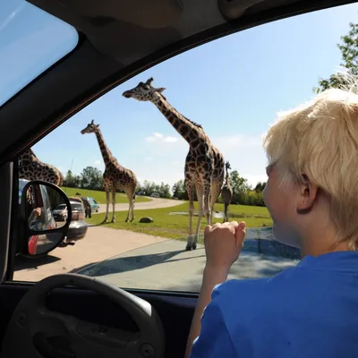 I parken kommer man meget tett på dyrene. Foto: Givskud Zoo