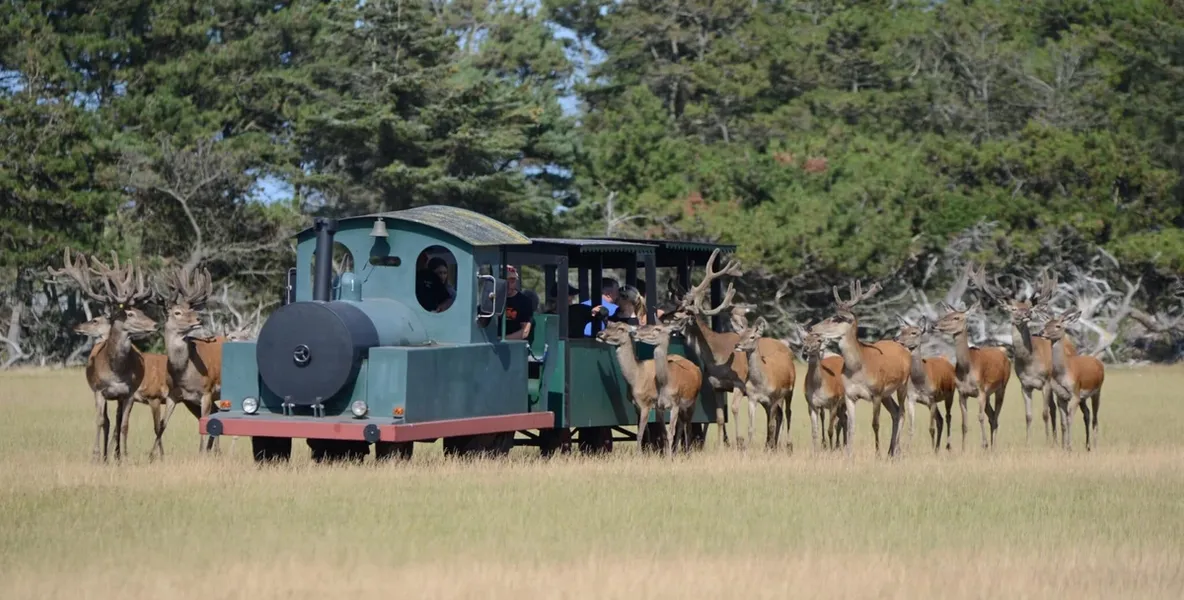 Et grønt turisttog kjører gjennom en eng med en flokk hjorter som nysgjerrig ser på toget. Skogkledde trær i bakgrunnen.