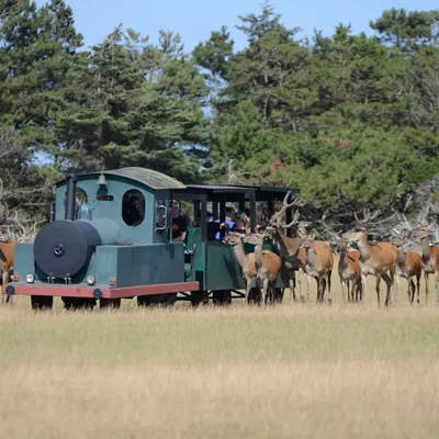 Et grønt turisttog kjører gjennom en eng med en flokk hjorter som nysgjerrig ser på toget. Skogkledde trær i bakgrunnen.