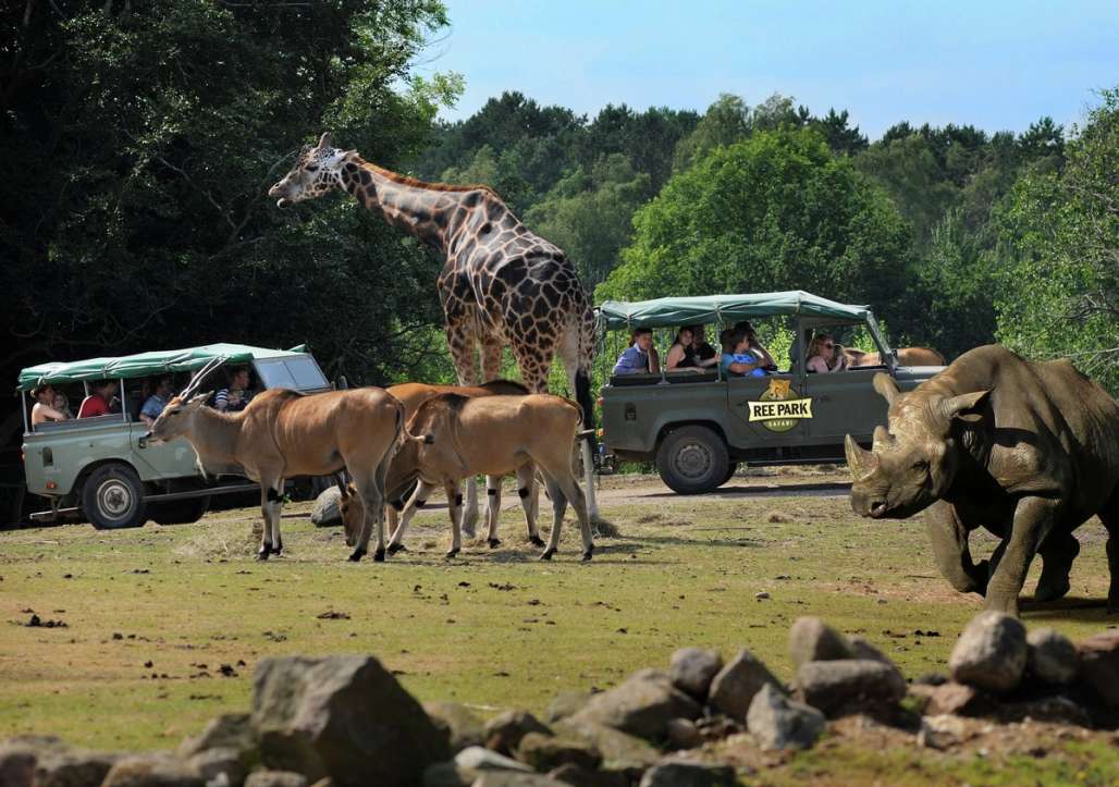 Folk på safari i biler blant neshorn, antiloper og giraff.