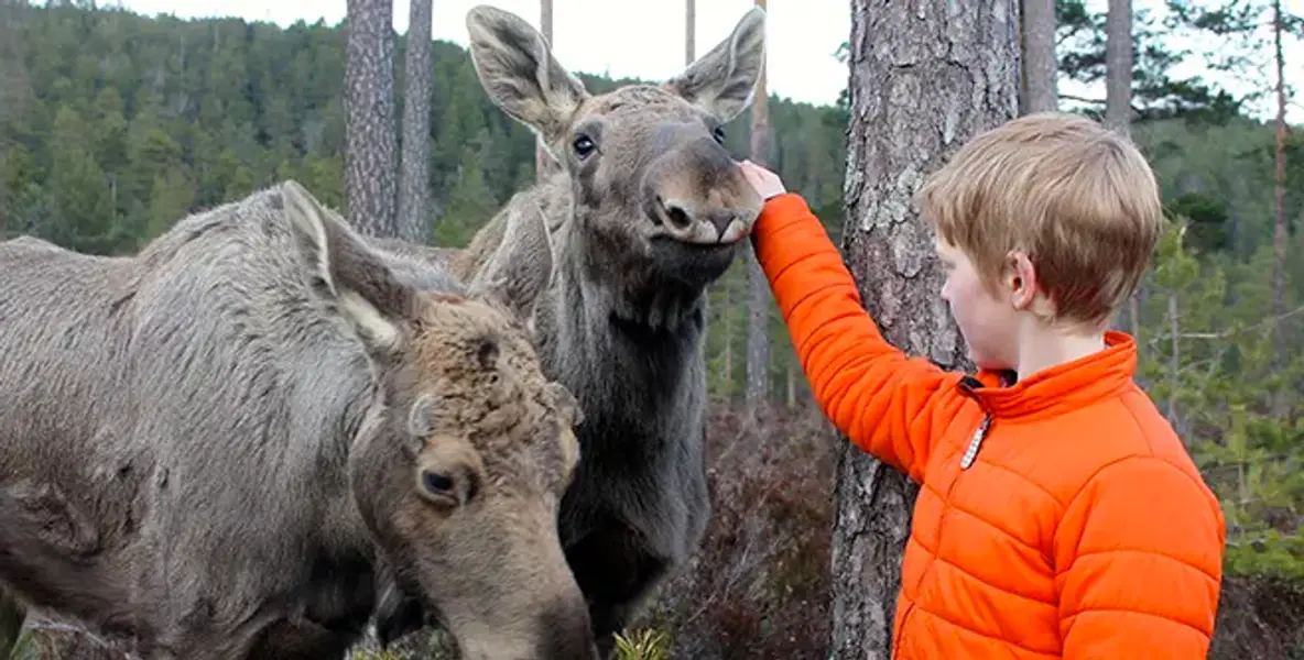 Boy standing with two moose and petting one of them