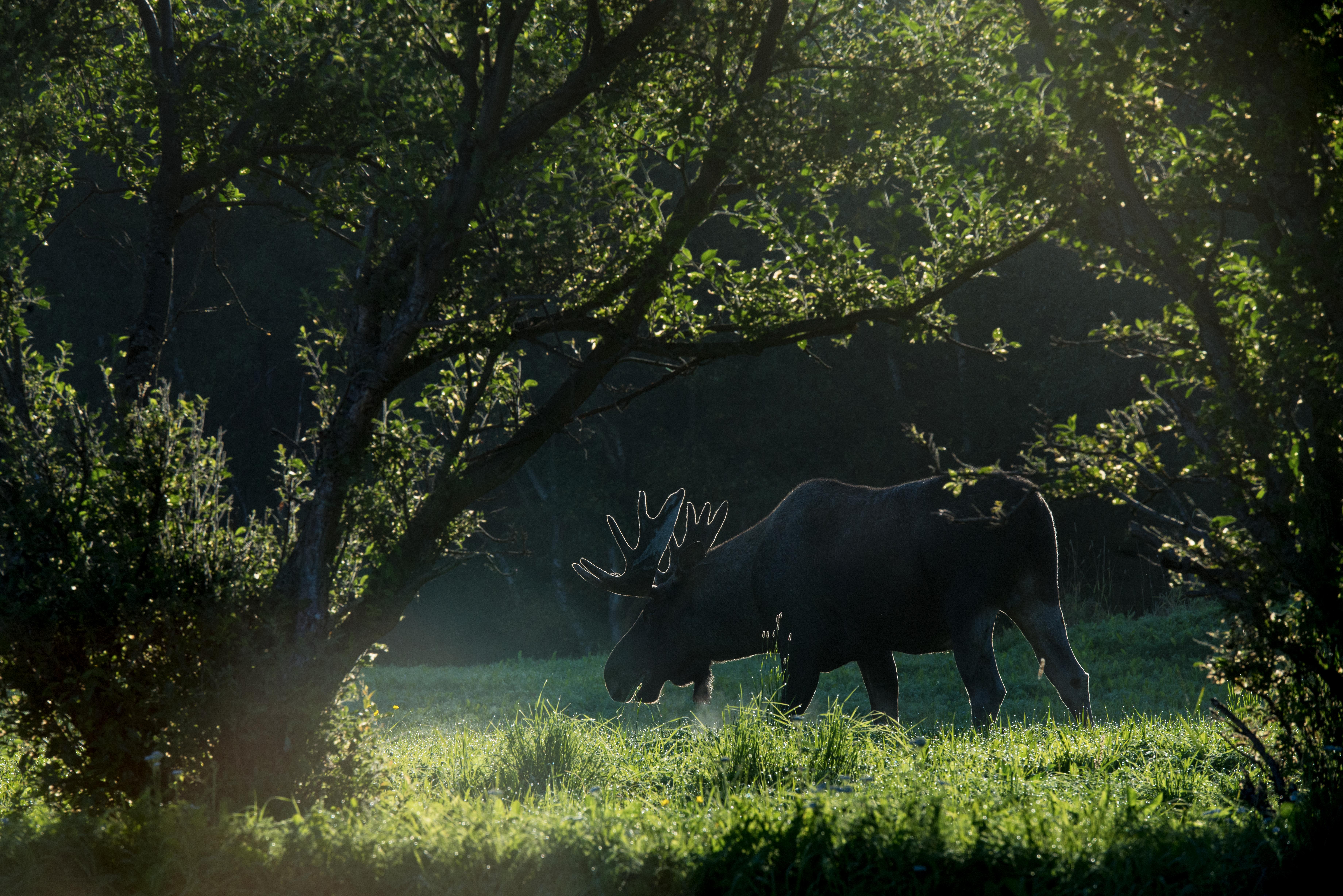 Elk safari – Meet the king of the forest