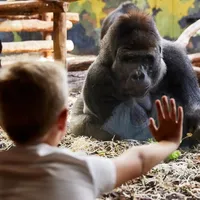 Tett på dyrene. Foto: Givskud Zoo