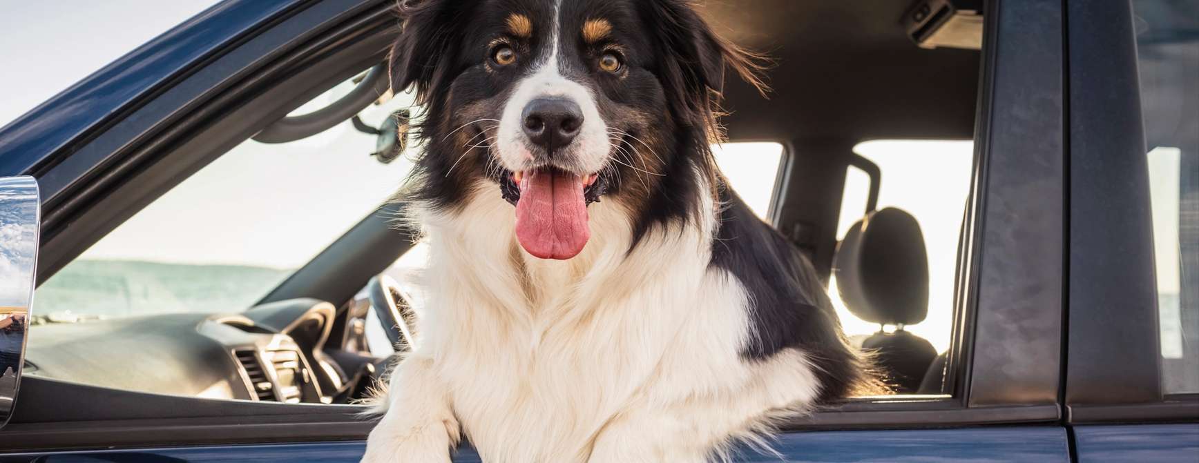 Hund i bil. Foto. 
