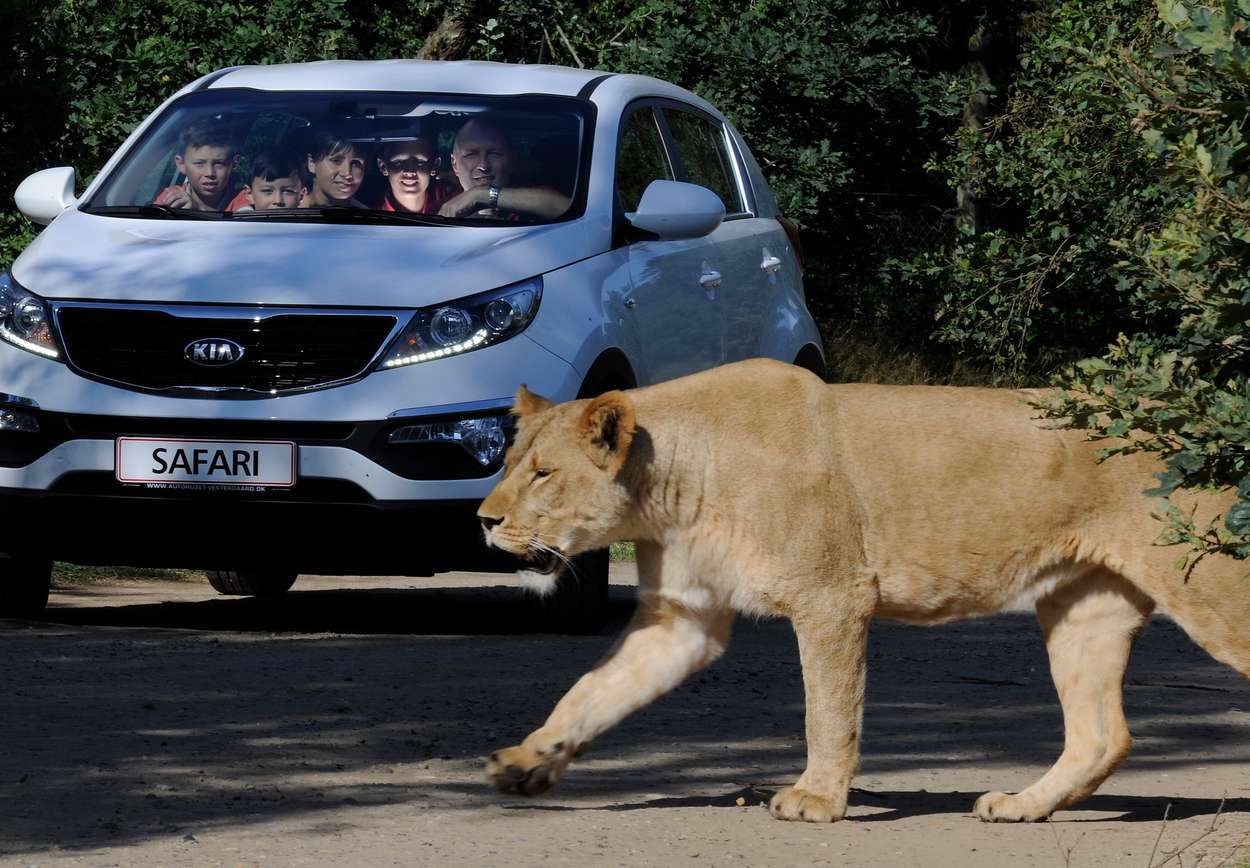 Løver spiser, som kjent, ikke biler. Foto: Givskud Zoo