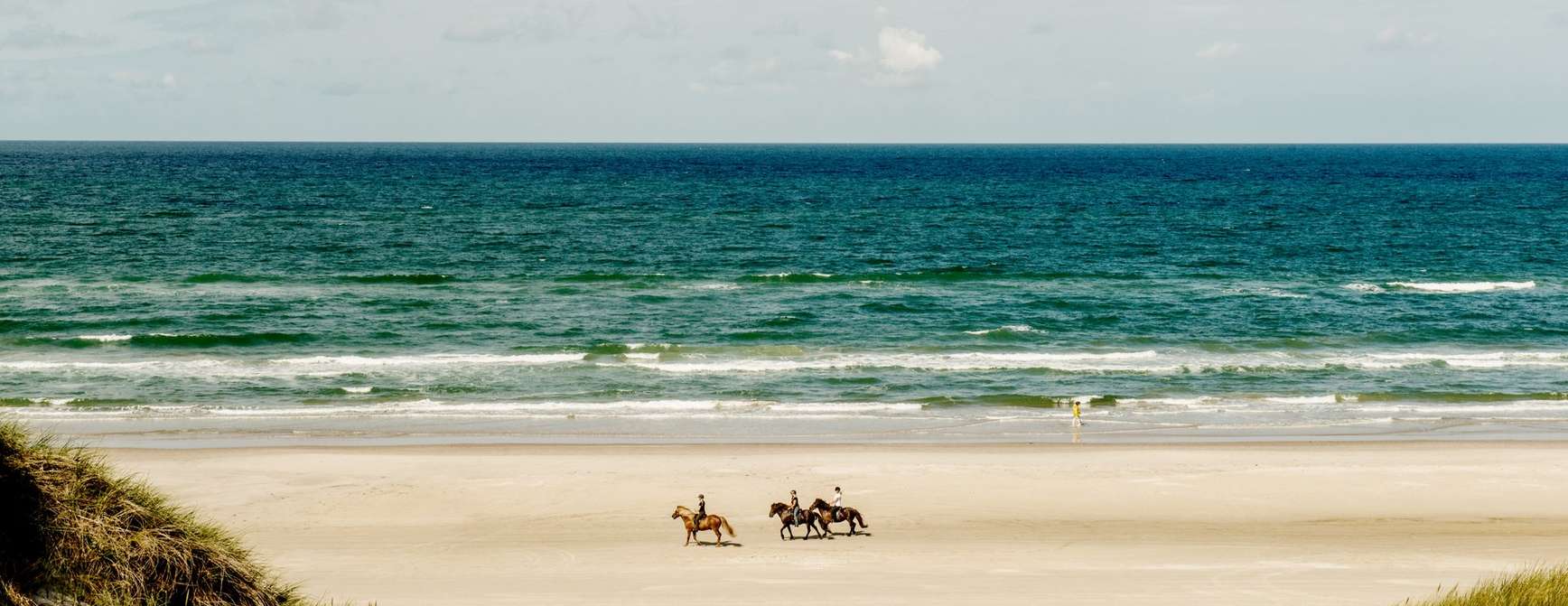 Foto av hester på stranden. 