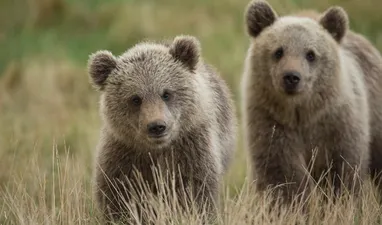 Skandinavisk Dyrepark – Nordens villdyr på nært hold