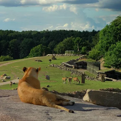 Eksotisk med savanne i Danmark. Foto: Ree Park Safari