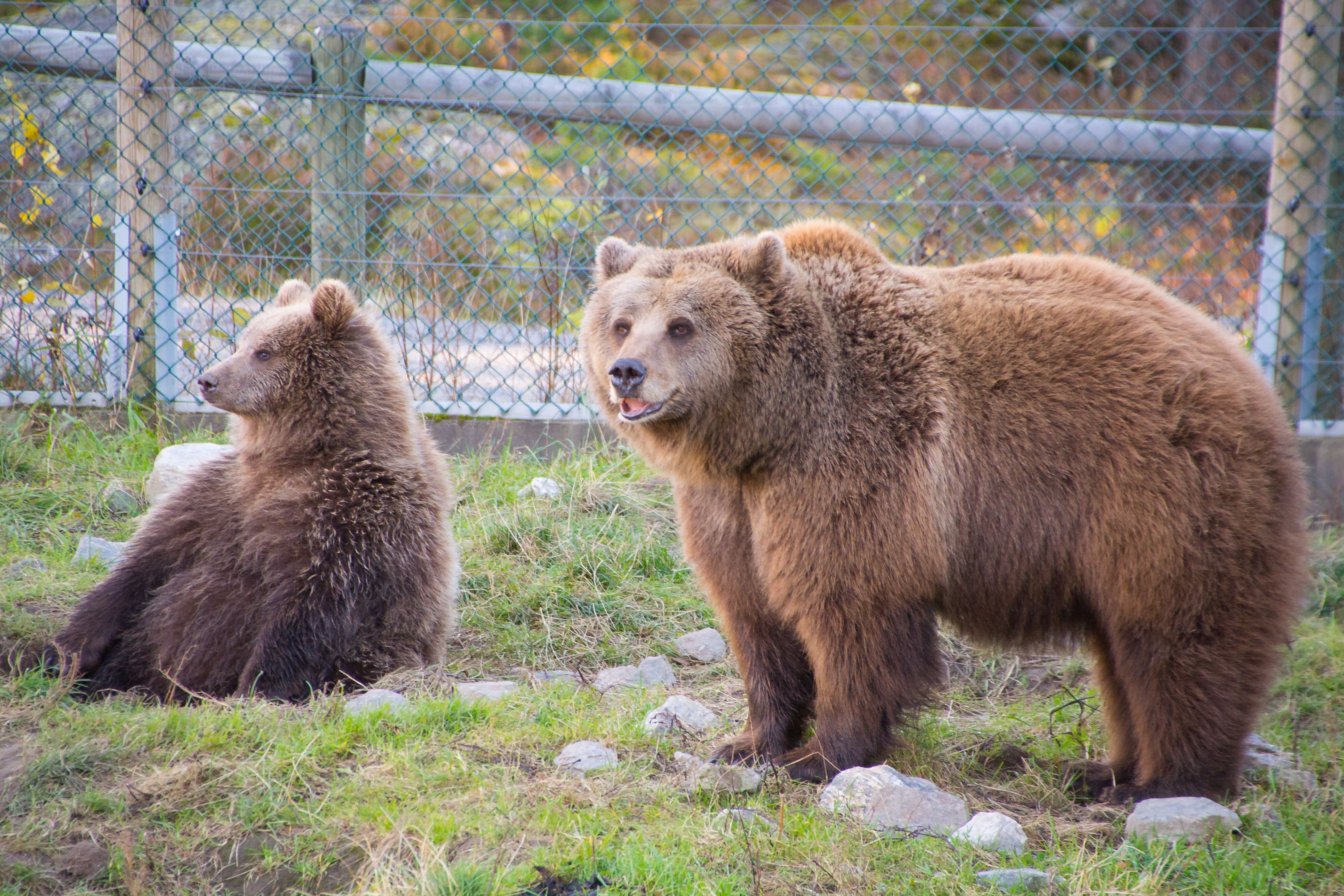 Bjørneparken - Oplev Norges dyr på helt tæt hold
