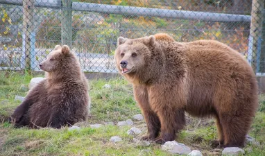 Bear Park – Experience Norway's animals up close