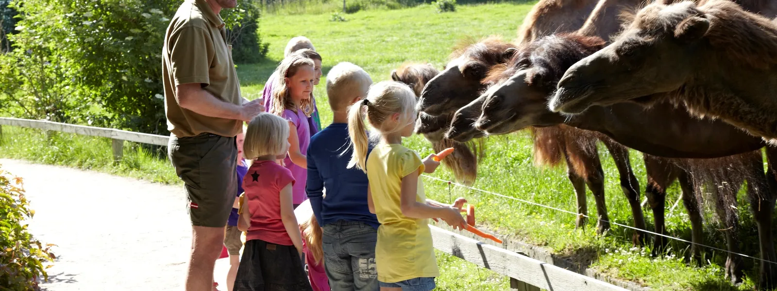 Barn som gir kameler mat.