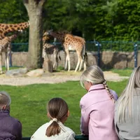 Publikum ved savannen. Foto.