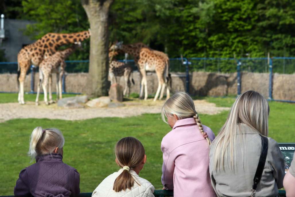 Fire jenter som står og ser på giraffer i Aalborg Zoo.