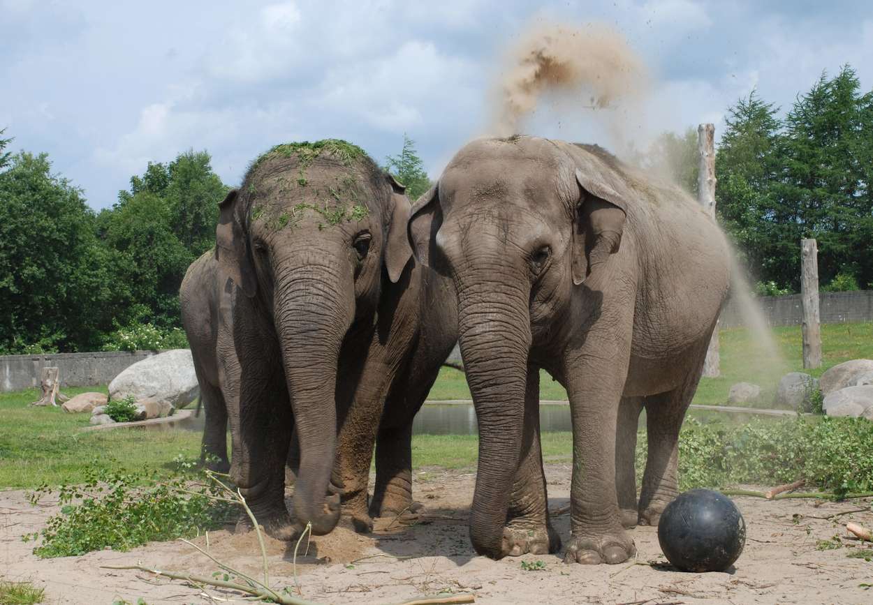 Elefanter finner du også i den store parken. Foto: Givskud Zoo