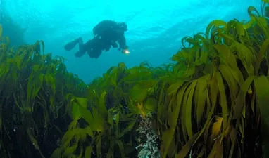 Erleben Sie die Schönheit der südnorwegischen Küste zu Wasser