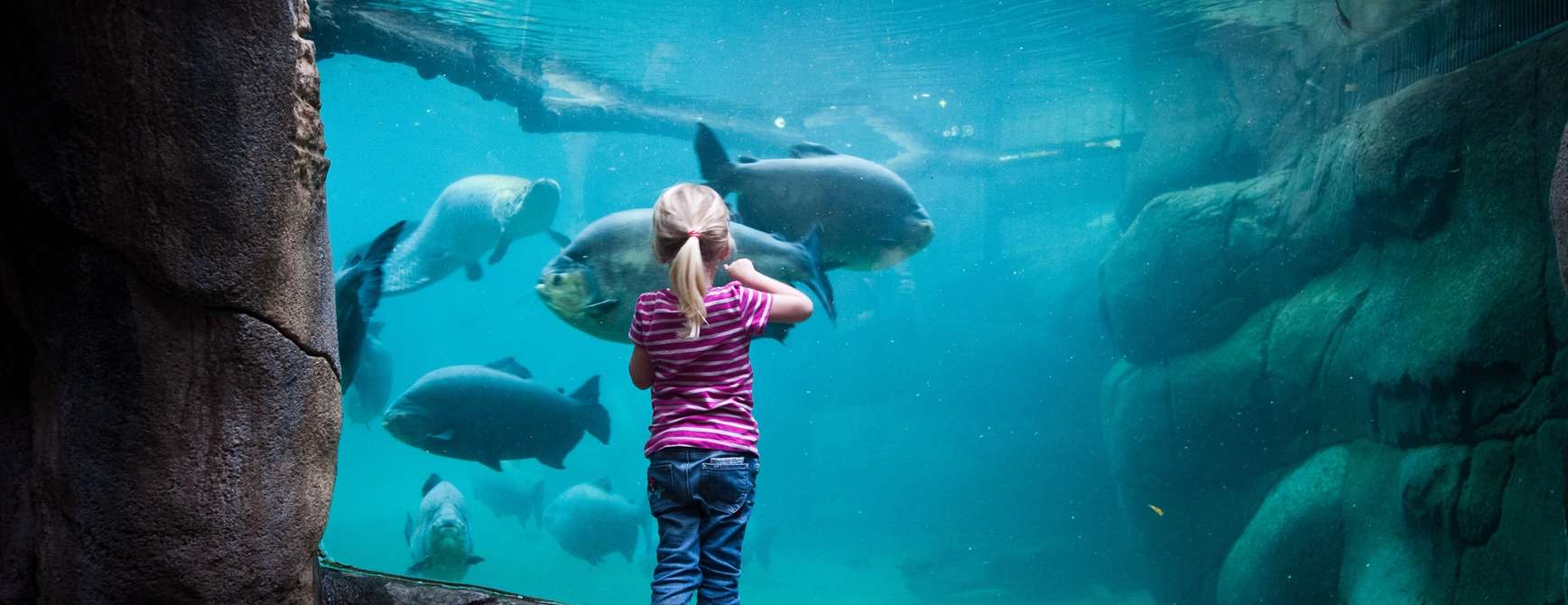 Jente som ser på tropiske fisk i akvarium i Randers Regnskov