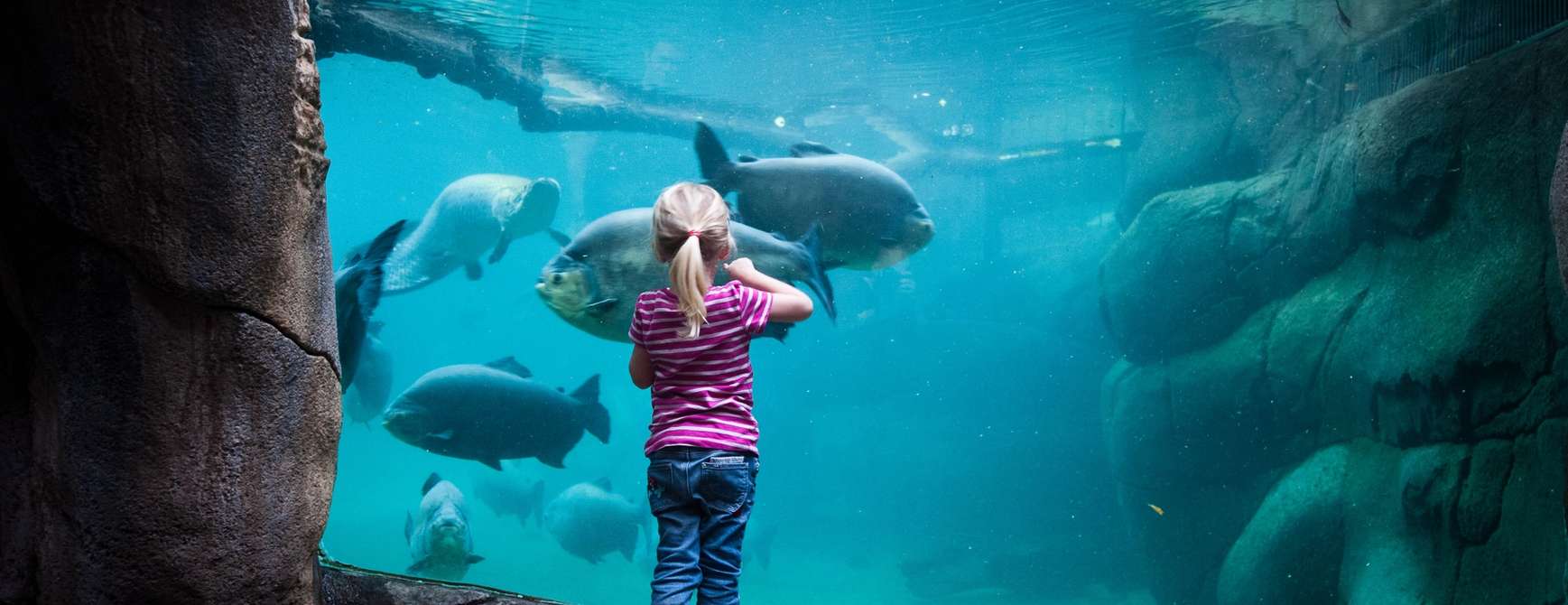Jente som ser på tropiske fisk i akvarium i Randers Regnskov