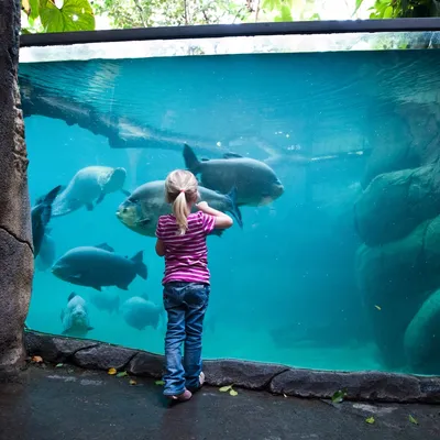 Jente som ser på tropiske fisk i akvarium i Randers Regnskov