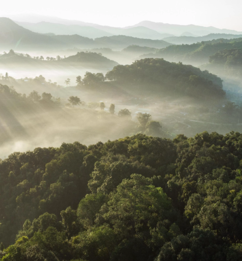 INVISIBLE TECH: Monsoon Tea combines IoT and blockchain to create the world's first AI-powered tea traceability project
