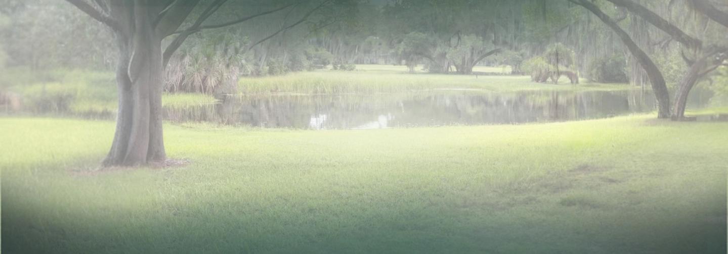 A foggy park scene with large trees, a grassy lawn, and faint outlines of a building or structure in the background, partially obscured by mist.