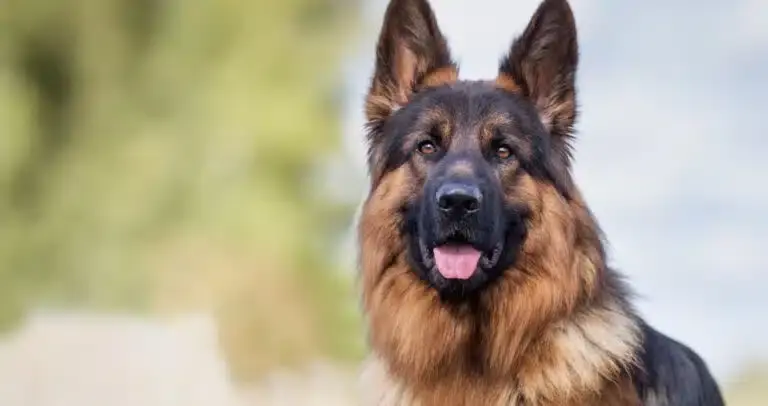 How Much Is My Dog Bite Lawsuit Worth in Michigan?