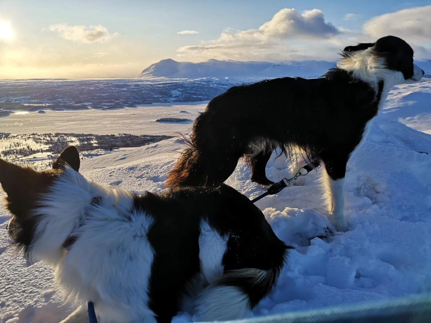 Eva's dogs in the snow