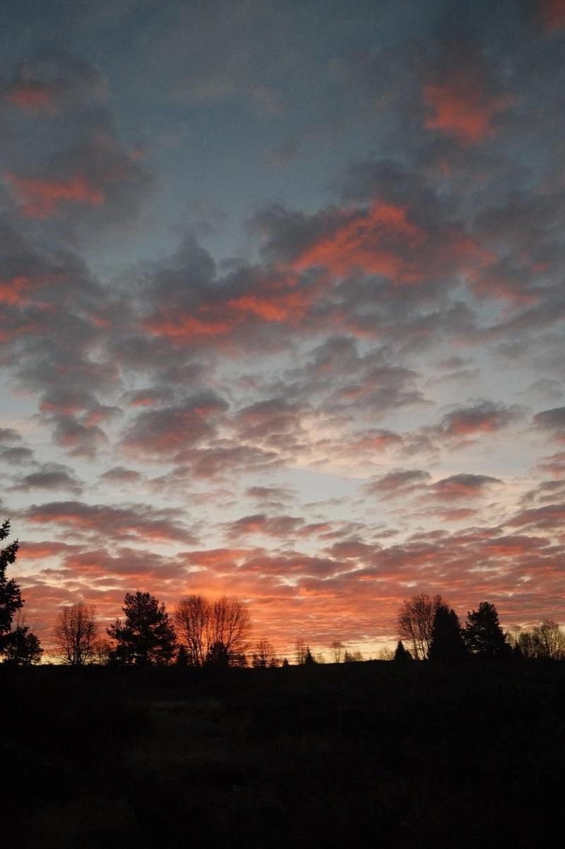 Solnedgangsskyer over skogen
