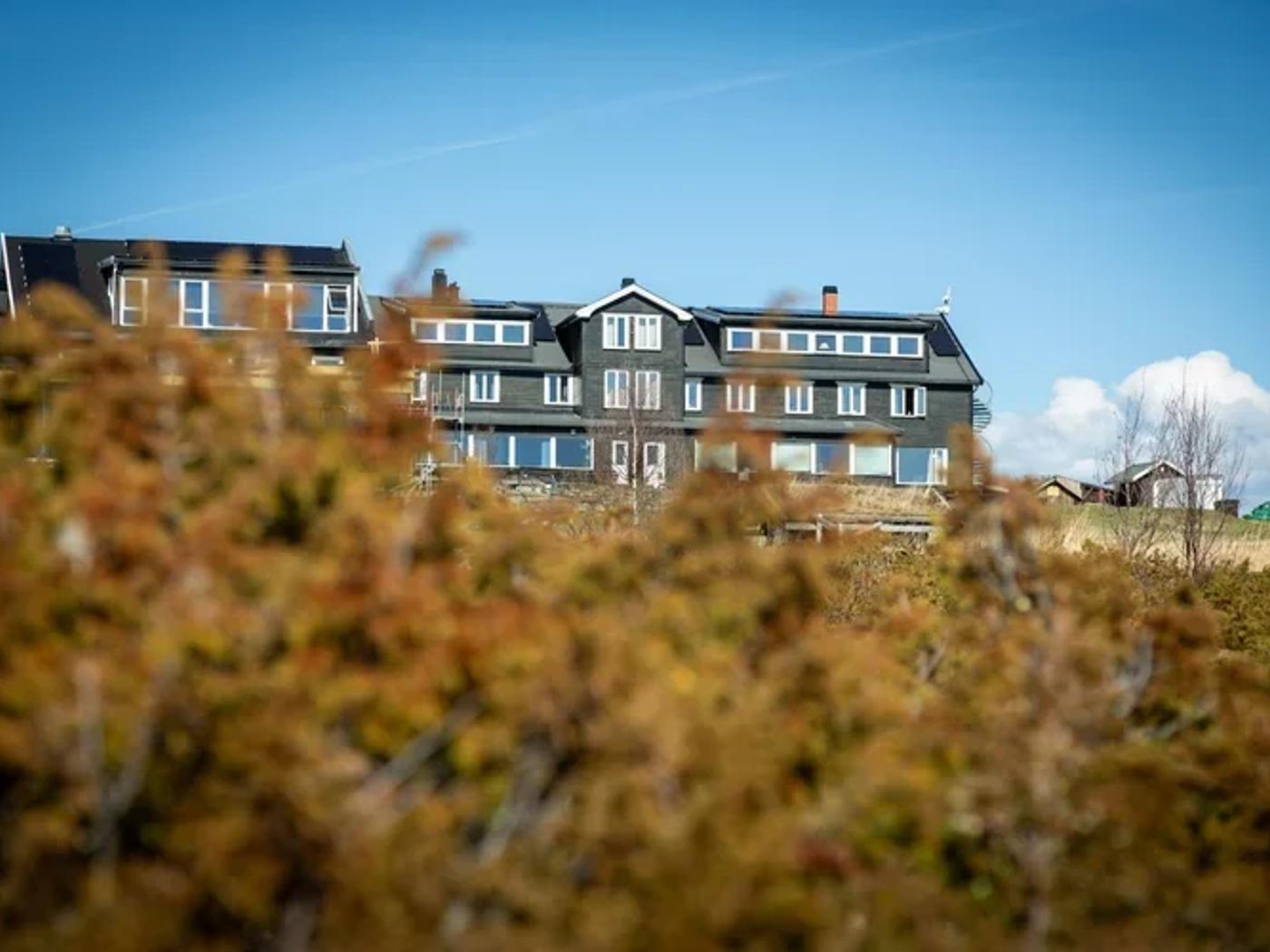 Nøsen outside with yellow bushes