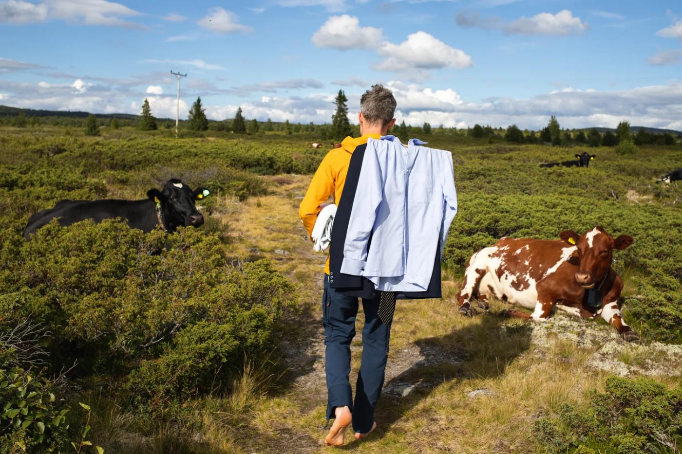 Alexander in a blue suit among cows